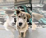 River - Male German Shepherd Dog-Unknown Mix Dog for Adoption - Small photo