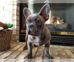 Small Photo #18 French Bulldog Puppy For Sale in OSHKOSH, WI, USA