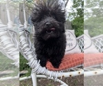 Small Photo #10 ShihPoo Puppy For Sale in SOUTH ORANGE, NJ, USA