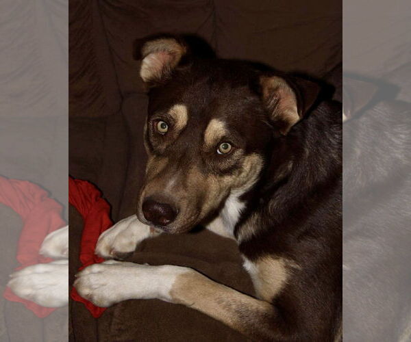 Medium Photo #5 Siberian Husky-Unknown Mix Puppy For Sale in Cedar Crest, NM, USA
