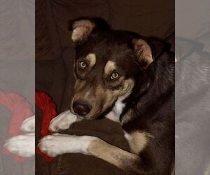 Mowgli - Male Siberian Husky-Unknown Mix Dog for Adoption - Photo #5