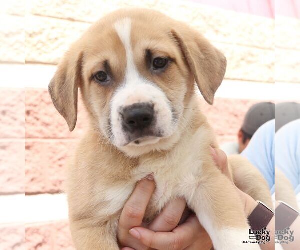 Medium Photo #3 Retriever -Unknown Mix Puppy For Sale in Washington, DC, USA