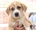 Small #2 Retriever  Mix