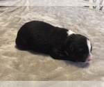 Small Photo #49 Australian Shepherd Puppy For Sale in SALISBURY, NC, USA