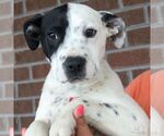 Small #3 Labrador Retriever Mix