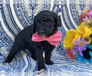 Poodle (Miniature) Puppy for sale in LANCASTER, PA, USA