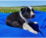 Puppy Finnley Border Collie