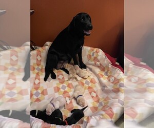 Mother of the Labrador Retriever puppies born on 03/13/2026