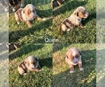 Puppy Quinn Miniature Australian Shepherd