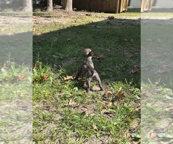 Medium Photo #2 French Bulldog Puppy For Sale in MILLVILLE, NJ, USA
