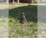 Small Photo #6 French Bulldog Puppy For Sale in MILLVILLE, NJ, USA