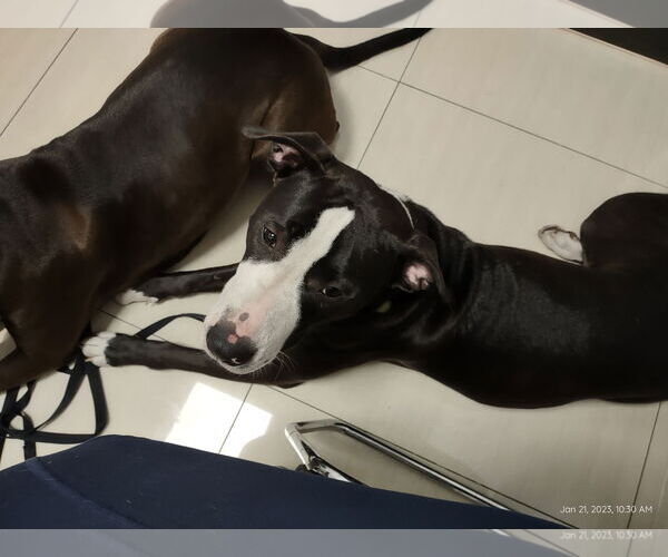 Medium Photo #2 Siberian Husky-Unknown Mix Puppy For Sale in Miami, FL, USA