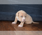 Small Photo #10 American Bully Puppy For Sale in WINCHESTER, VA, USA