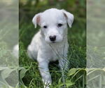 Small #2 Golden Retriever Mix