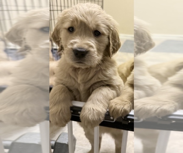 Medium Photo #1 Golden Retriever Puppy For Sale in PORTALES, NM, USA