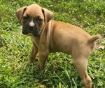 Puppy Ace Boxer