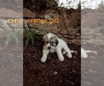Small Photo #1 Great Pyrenees Puppy For Sale in CHATHAM, VA, USA