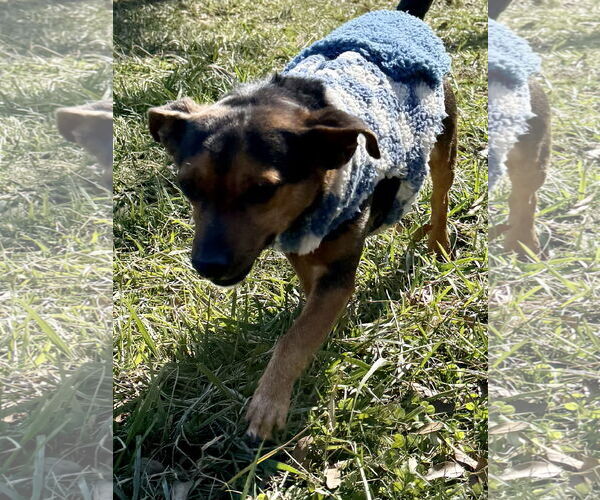 Medium Photo #3 Chiweenie Puppy For Sale in Mooresville, NC, USA