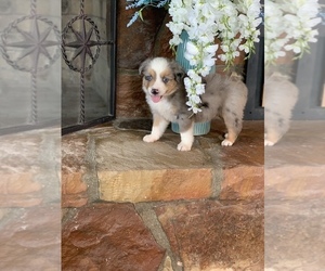 Miniature Australian Shepherd Puppy for sale in CISCO, TX, USA
