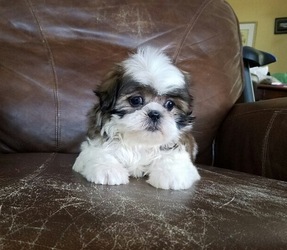 Shih Tzu Puppy for sale in LOS ANGELES, CA, USA
