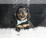 Puppy AKC Woody Dachshund