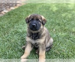 Small Photo #1 German Shepherd Dog Puppy For Sale in OJAI, CA, USA