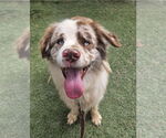 Small #2 Australian Shepherd Mix