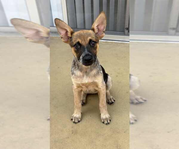 Medium Photo #1 Mutt Puppy For Sale in Dana Point, CA, USA