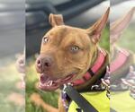Small #2 American Pit Bull Terrier