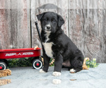 Puppy Chief Australian Cattle Dog-Miniature Australian Shepherd Mix