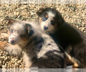 Miniature Australian Shepherd Puppy for sale in OXFORD, CT, USA
