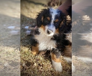 Miniature Bernedoodle Puppy for sale in COLORADO SPRINGS, CO, USA