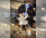 Small Photo #1 Miniature Bernedoodle Puppy For Sale in COLORADO SPRINGS, CO, USA
