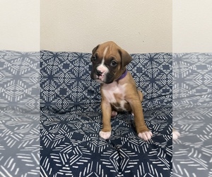 Boxer Puppy for sale in MARSHFIELD, MO, USA