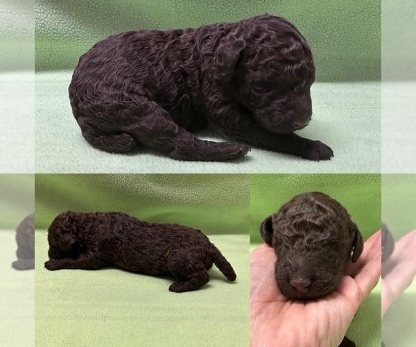 Full screen Photo #3 Poodle (Standard) Puppy For Sale in BROOKER, FL, USA