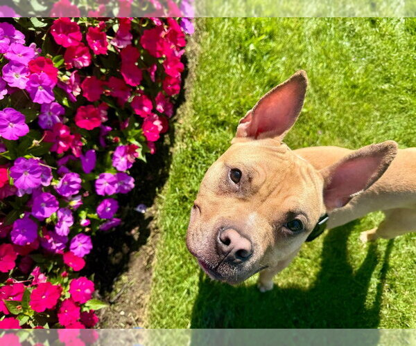 Medium Photo #4 American French Bull Terrier Puppy For Sale in Sayreville, NJ, NJ, USA