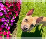 Small #3 American French Bull Terrier