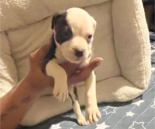 Medium Photo #5 American Pit Bull Terrier Puppy For Sale in BUFFALO, NY, USA