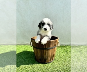 Sheepadoodle Puppy for sale in MORENO VALLEY, CA, USA