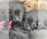 Small #2 Labrador Retriever