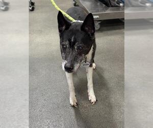 Chihuahua-Unknown Mix Dogs for adoption in Forestville, MD, USA