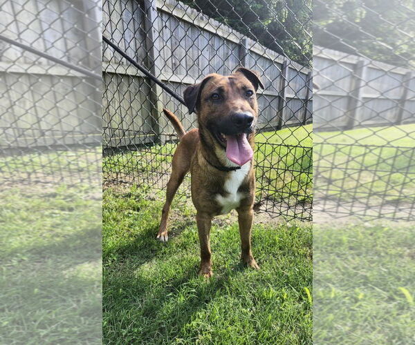 Medium Photo #7 Mutt Puppy For Sale in Westminster, MD, USA