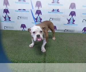 Bulldog-Unknown Mix Dogs for adoption in Orlando, FL, USA