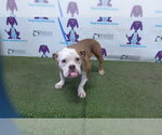 Small Bulldog Mix