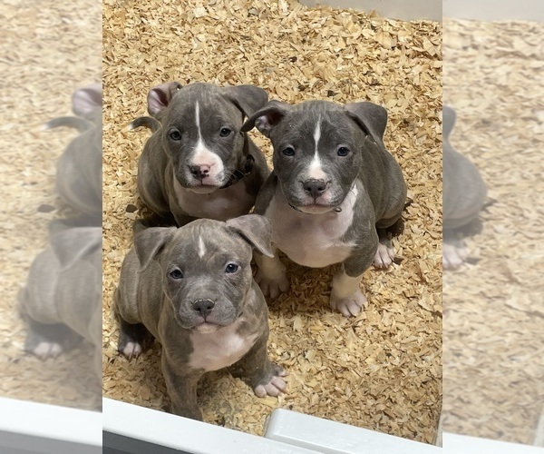 Medium Photo #21 American Bully Puppy For Sale in NAUGATUCK, CT, USA