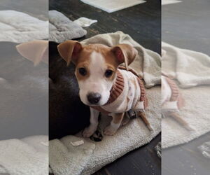Jack Russell Terrier-Unknown Mix Dogs for adoption in Mobile, AL, USA