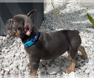 French Bulldog Puppy for sale in COCONUT GROVE, FL, USA