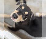 Small #1 Labrador Retriever Mix