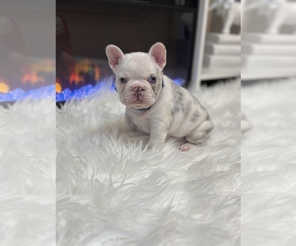 Medium Photo #5 French Bulldog Puppy For Sale in CINCINNATI, OH, USA