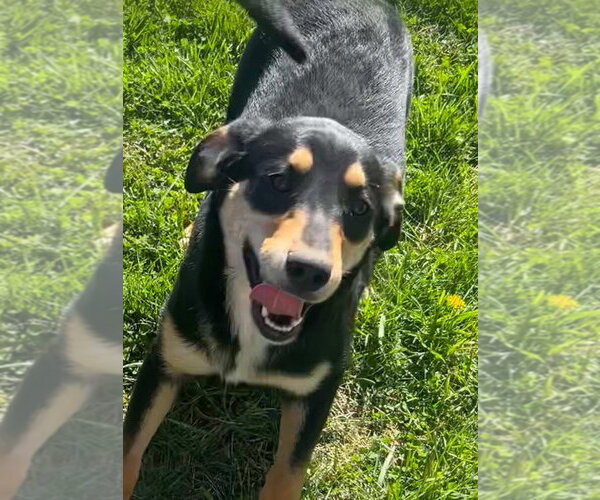 Medium Photo #1 German Shepherd Dog-Plott Hound Mix Puppy For Sale in Aurora, IN, USA